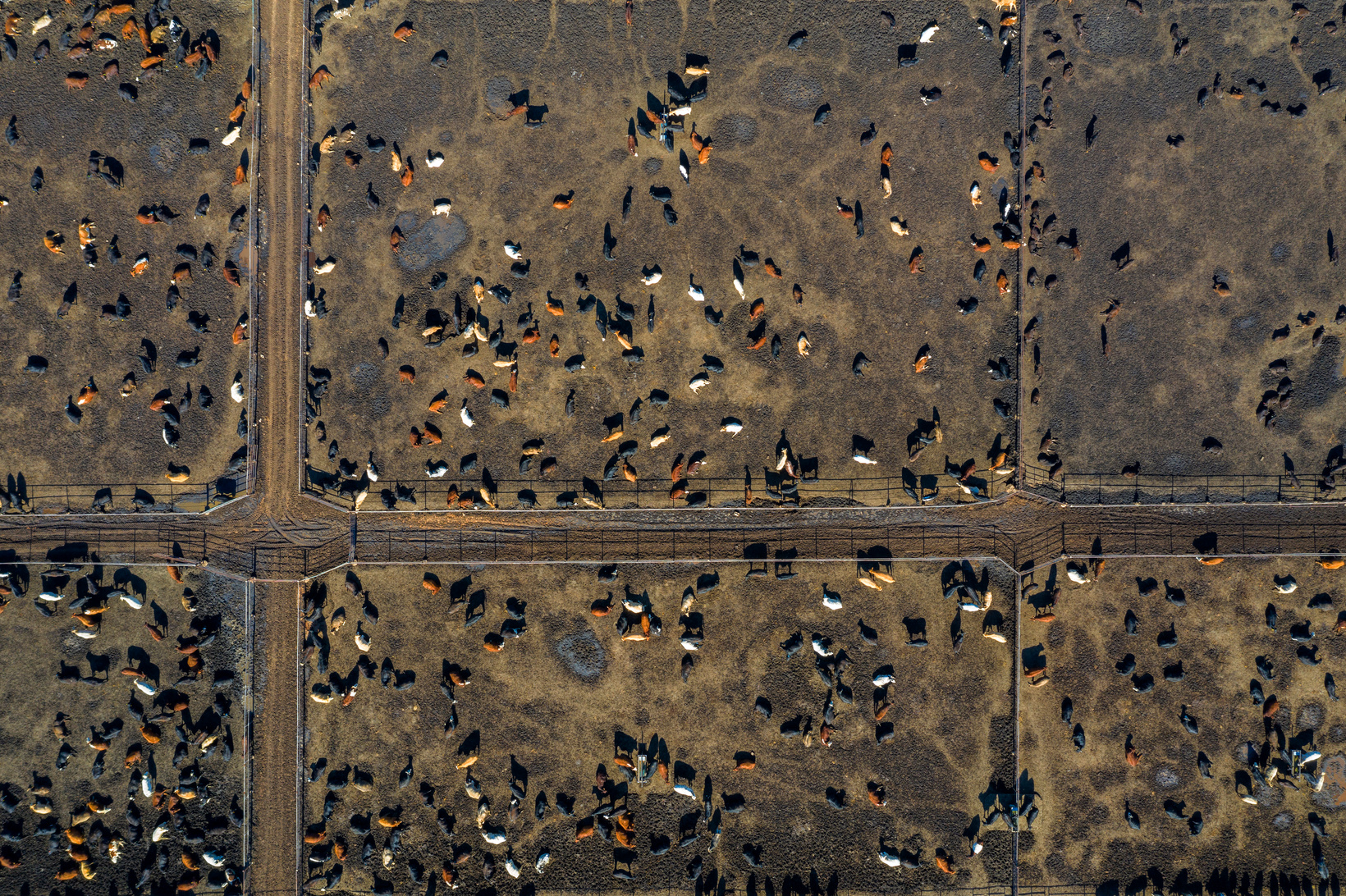 Aerial View of Beef Cattle Feed Lot