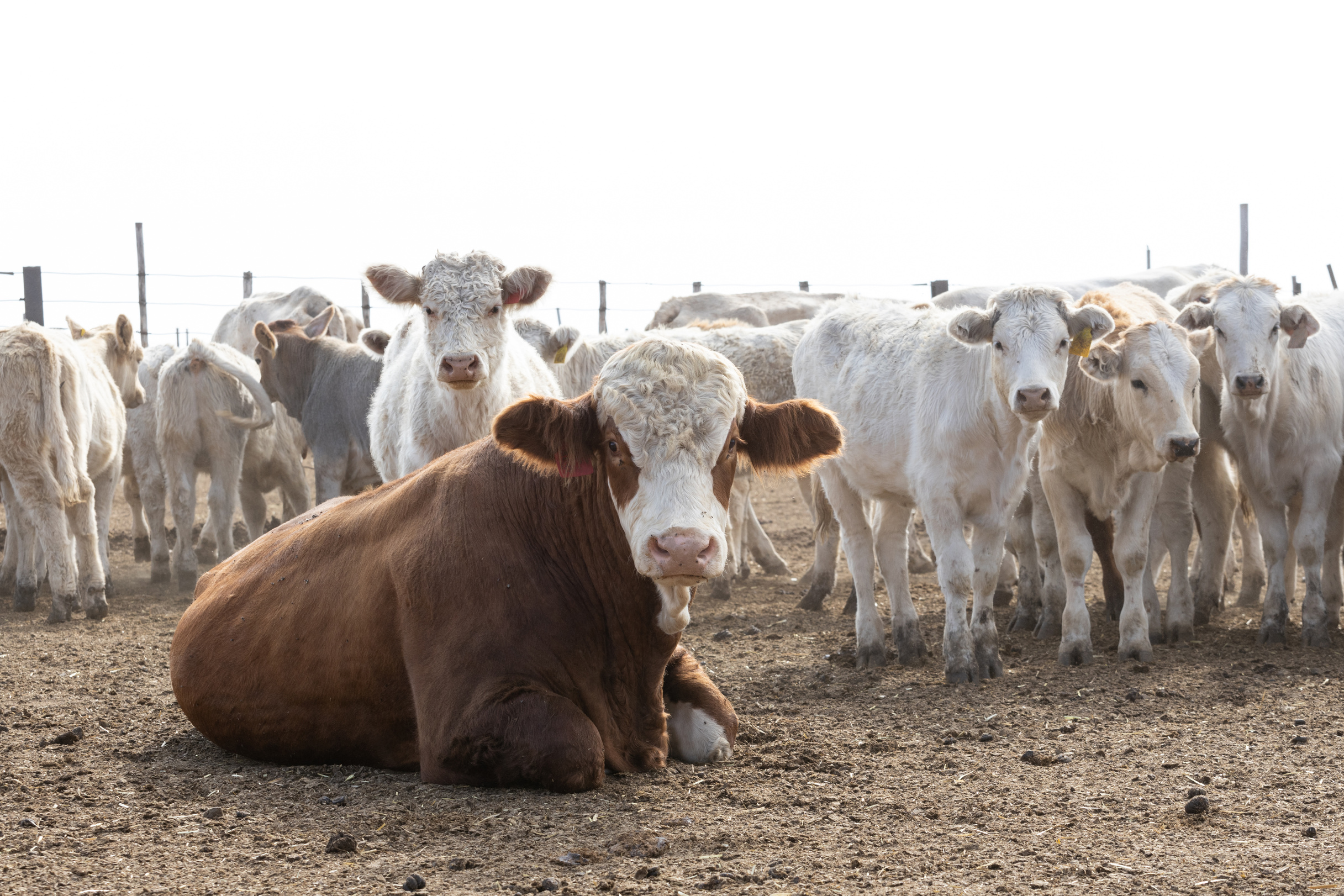 Beef cattle in a feedlot or feedyard